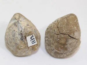 Brachiopode, Loboidothyris gigas, Jura, Malm, Ulm, Deutschland -c957 - Picture 1 of 7