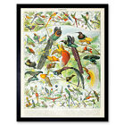 Millot Encyclopedia Page Birds Paradise Wall Art Print Framed 12x16