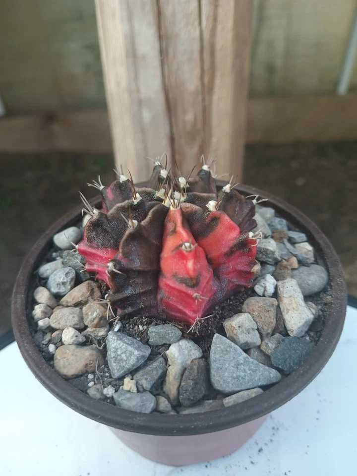 Gymnocalycium Mihanovichii Variegated Cactus - Image 1 of 1