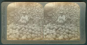 1901 Philippines PILE OF COCOANUTS AND HUSKS Stereoview Card - Picture 1 of 3