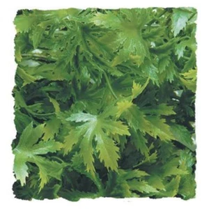 Zoo Med Natural Bush Cannabis Plant (Size Options) - Picture 1 of 4