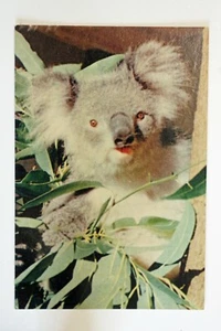 Chrom Postkarte australischer Koala Nucolorvu Produktionen gedruckt in Australien - Bild 1 von 2