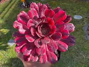Aeonium Watermelon Taro - Variegated - sukkulenten - Bild 1 von 8