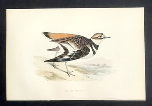 British Birds Original Morris original hand colour Killdeer Plover Print 1891 - Picture 1 of 2