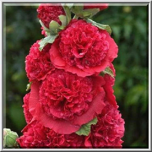 50+ Semillas de flores de acebo doble rojo Alcea Rosea / perennes Foto 1 de 1