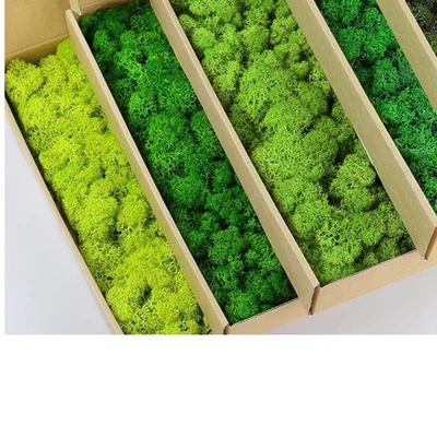 Moos natur grün Bastel Dekoration 5 Farben Mix Pack Kunst Garten - Bild 1 von 2