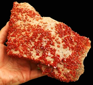 Museum 7.5" Superb Cherry Red Vanadinite Crystals on Matrix,  Morocco! V306 - Picture 1 of 5