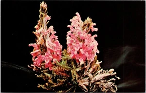 Postcard Alaska Bumblebee Flower Wooly Lousewort Arctic Ocean Shores - Picture 1 of 2