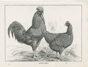 POULTRY SCOTCH GREYS HENS ORIGINAL OLD 1911 ANTIQUE ART PRINT by J. W. LUDLOW - Picture 1 of 1