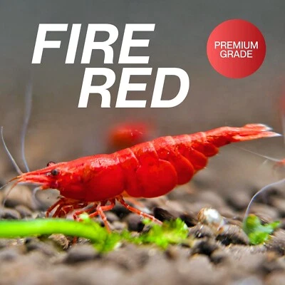 20+ Fire Red Neocaridina Shrimp – Live Guarantee – Free Shipping – USA Seller - Image 1 of 4