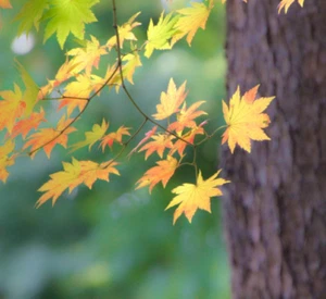 Acer pseudosieboldianum (Korean Maple) - 10 Tree Seeds | RARE Garden Bonsai UK - Picture 1 of 3