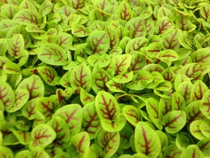 Sprouting Red Veined Sorrel Microgreens Seeds - 500 Microgreen seeds approx. - Imagen 1 de 1
