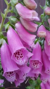 Fingerhut Samen Digitalis Purpurea Biogarten Schattenblüher - Bild 1 von 1