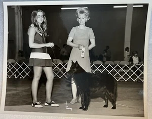 Belgischer Schäferhund Hundeausstellungssieger 8 x 10 großes Bild Vintage Foto 1960’s - Bild 1 von 4