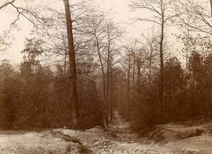 France Bois de Meudon Woods Forest Old Photo 1900 - Picture 1 of 3