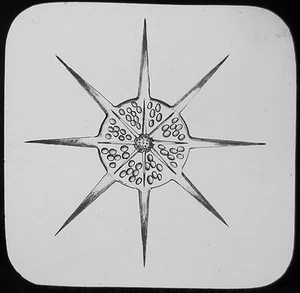 Linterna mágica de vidrio diapositiva HYSTRIX C1900 DIBUJO VIDA DE ESTANQUE - Imagen 1 de 2