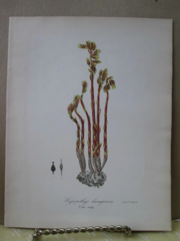 Vintage Print,PINE SAP,Natural History,Endicott,1843,NY - Image 1 of 1