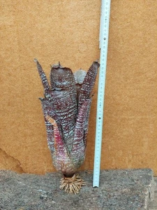 Hohenbergia correia araujoi, wurzelnackt, XL - Bild 1 von 2