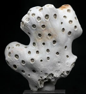 KORALLENFOSSIL Specimen Fossilized Natural Ocean Sea Life Sample MARYLAND USA - Bild 1 von 4