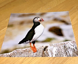 11"x 14" Color Photo / Kodak PUFFIN - Picture 1 of 3