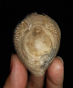 SEA SHELL COWRIE FOSSIL, BARYCYPRAEA BEBERKIRIANA FROM JAVA, INDONESIA, 45MM - Picture 1 of 7
