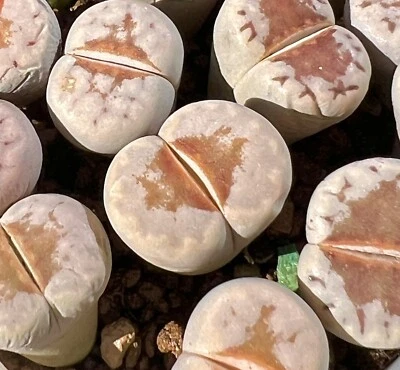 Lithops Julii 'Hot Lips', plantas vivas, selección aleatoria (1,4-1,8 cm) Foto 1 de 3