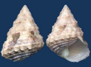 Shell Tosatrochus attenuatus Seashell - Picture 1 of 2