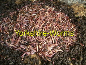 Tiger Worms 25g to 1Kg Composting Wormery Worms Compost 