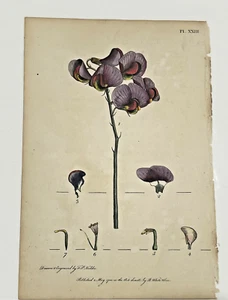 1700s Antique Botanical Illustration Hand Colored (Everlasting Pea) - Picture 1 of 6