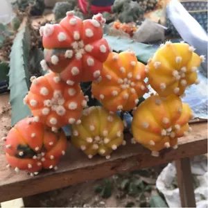 1pcs Astrophytum asterias tutte variegate rare cactus 203 - Foto 1 di 2