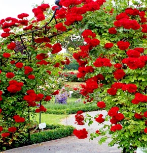 6X Red Rose Plant Cuttings AMADEUS LADY IN RED Scarlet English Climbing Rose UK - Picture 1 of 3
