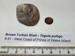 Tegula Pulligo. Brown Turban Snail. Collected in Southeast Alaska. Great shape - Picture 1 of 4