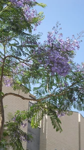 min 10 Samen Palisanderholzbaum (Jacaranda mimosifolia) - Bild 1 von 2