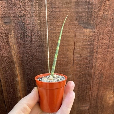 Miniature Snake Plant Dracena Strickyi  Sanseveria Ballyi Rooted Live Plant - Image 1 of 4