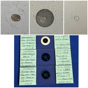 Vintage Set Of 3 Diatom Microscope Slides. Species From Los Angeles . By Taylor. - Picture 1 of 2