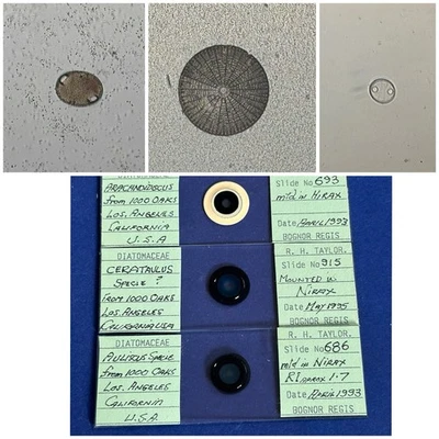 Vintage Set Of 3 Diatom Microscope Slides. Species From Los Angeles . By Taylor. - Image 1 of 2