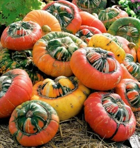 Turk's Turban Pumpkin Seeds | Turk Cap Hat Garden Winter Squash Gourd Seed 2025 - Picture 1 of 12