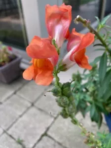 Orange 50 Snapdragon Flower Seeds 2024 - Picture 1 of 1