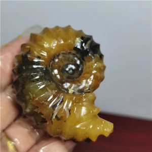143g Ammonite specimens of natural conch from "goat's horn" of Madagascar A25 - Picture 1 of 10
