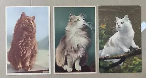 KATZE KATZEN GATTO KATZE CAT CHAT - LOT 3 POSTKARTEN - C69-185 - Bild 1 von 1