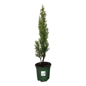 Cypress Italian Cupressus sempervirens, Lot of 6, 4 Inch Pot - Picture 1 of 6