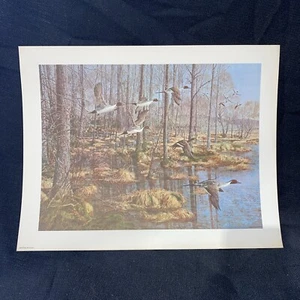 Vintage Tom Beecham Enten Wildtiere Kunstdruck 11" x 14" mit 1" Rand Stockente - Bild 1 von 4