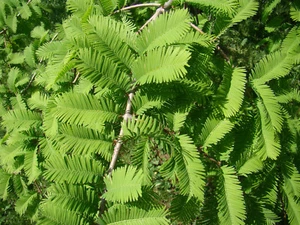 Metasequoia glyptostroboides, Dawn Redwood, conifer tree, autumn colours, 15cm+ - Picture 1 of 10