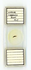 Antique glass Microscope slide Larvae Cabbage Root Fly #53