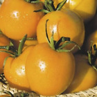 Seltene Bio Natürliches Erbstück Gemüse Tomatensamen ""De-Barao Gold"" Solanum 