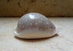 F Cypraea camelopardalis red sea shell clear dots naural glossy 74.6mm F++++ - Picture 1 of 13