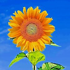 20 Rare Taiyo Sunflower Seeds Planting Organic Tall Flowers Heirloom Non-Gmo Bee