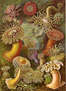 Forme d'arte in natura: Ernst Haeckel: Actiniae - Stampa d'arte - Foto 1 di 1