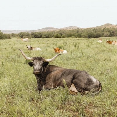 Wild West Wonders : Cattle in Prairie | Photography Print - Image 1 of 4