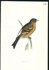 1870 ORIGINAL Hand Colored Bird Plate RARE Mountain Finch